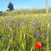 miluce07