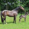 Heleen van Drie
