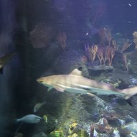 SKEGNESS AQUARIUM - All You Need to Know BEFORE You Go