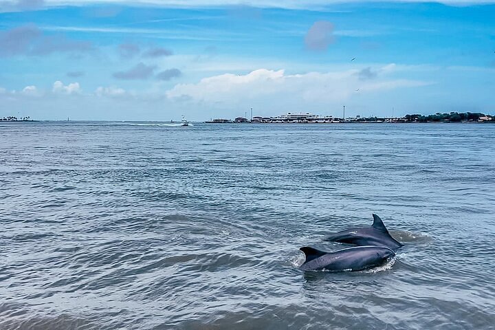 Finding old dolphin friends and other life lessons at the Jersey Shore