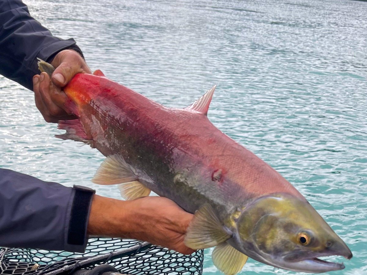 Kenai River Float-n-Fish (Cooper Landing) - All You Need to Know BEFORE ...