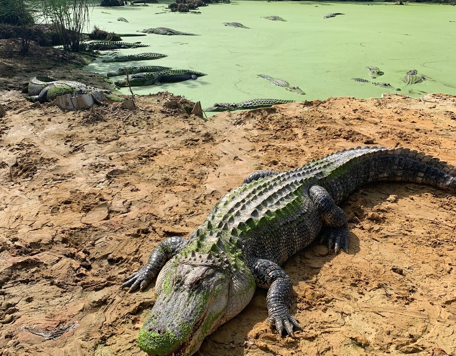 Gulf Coast Gator Ranch & Airboat Swamp Tours (Moss Point) - All You ...