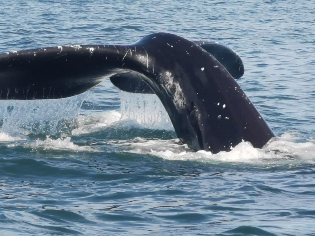 FUNDY TIDE RUNNERS WHALE WATCHING (Saint Andrews) - All You Need to ...