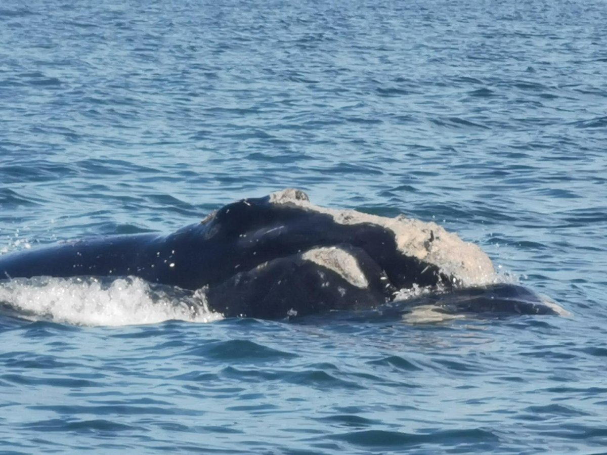 FUNDY TIDE RUNNERS WHALE WATCHING (Saint Andrews) - All You Need to ...