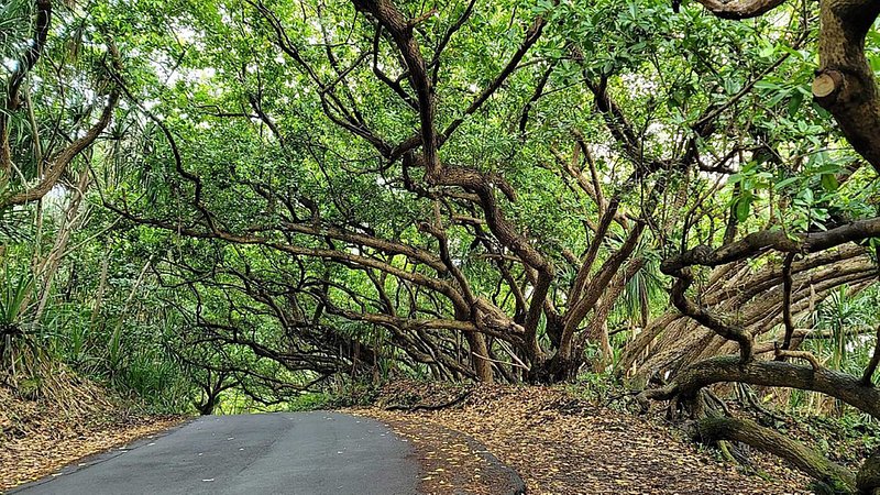 Red Road, Hawaii lined with sprawling trees and branches 