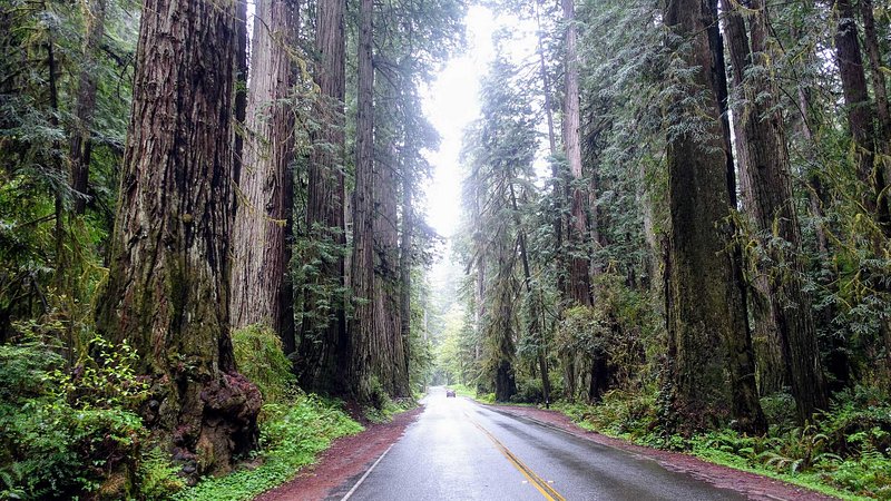 The drive along the Newton B. Drury Scenic Parkway, in Redwoods State Park, California 