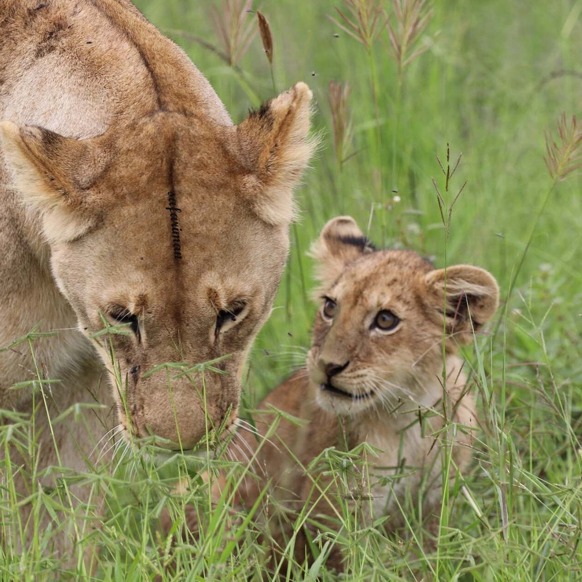 Safari Man Adventure (Arusha) - All You Need to Know BEFORE You Go