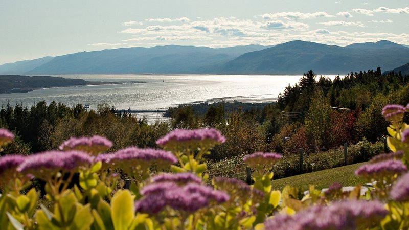 Charlevoix landscape with stonecrop flowers 