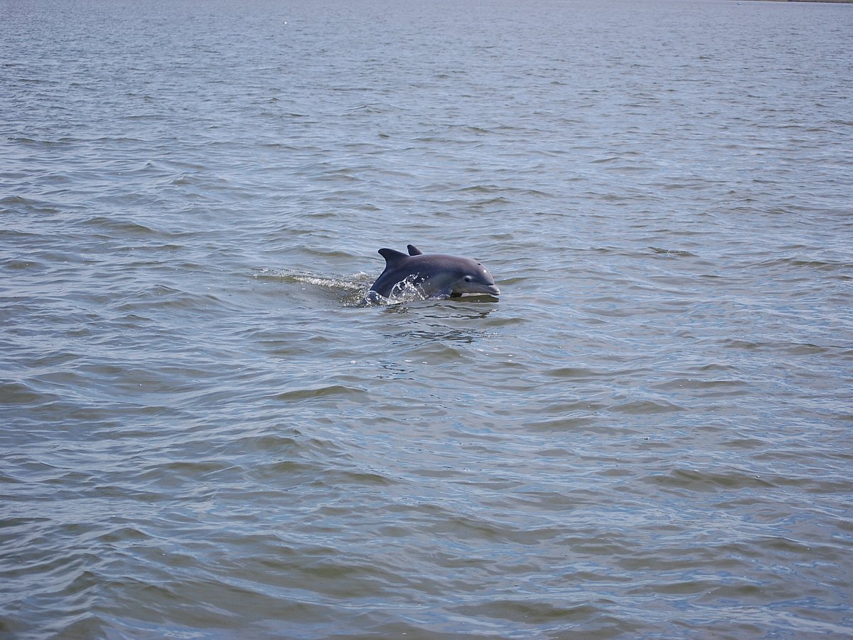 dolphin tours manteo