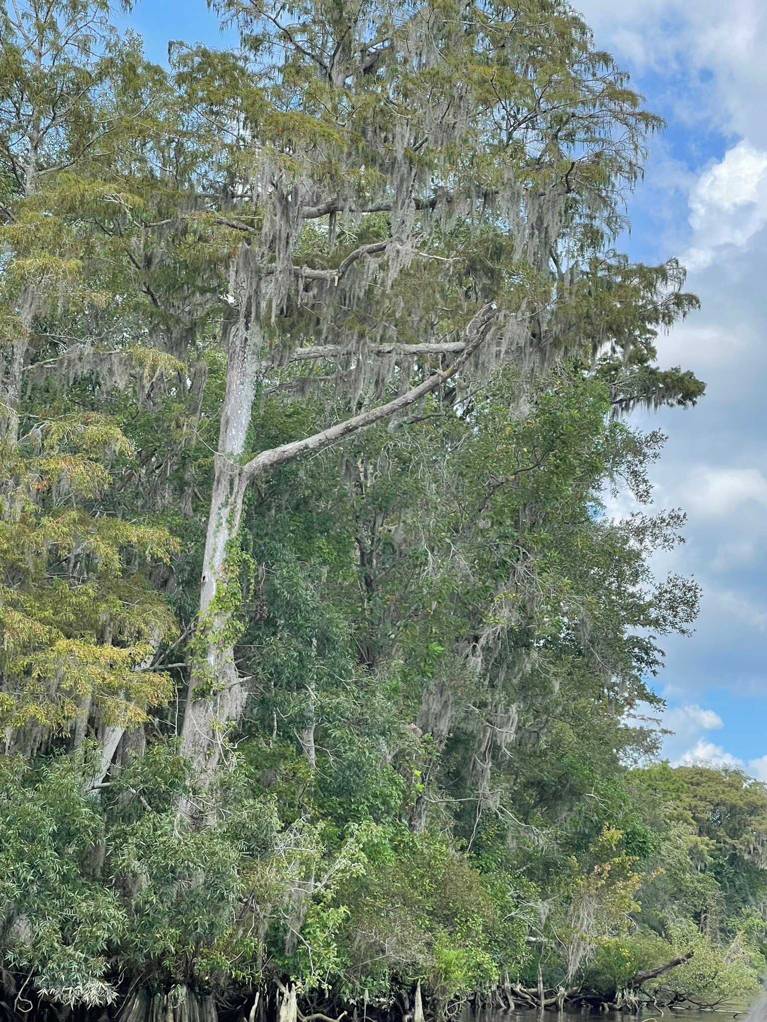 PLANTATION RIVER TOURS Murrells Inlet 2022 What To Know BEFORE You Go   Caption 