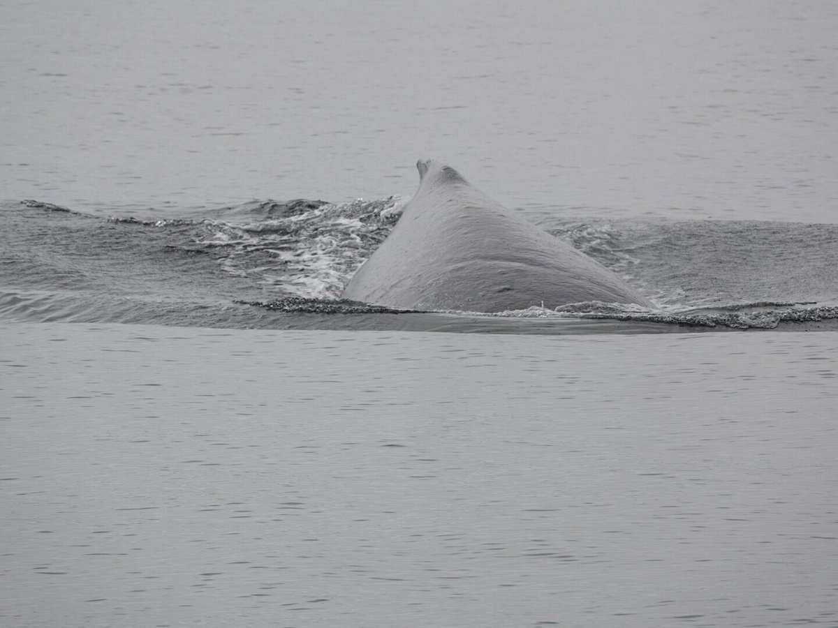 Mackay Whale Watching (Port McNeill) - All You Need to Know BEFORE You Go