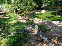 Crocodile Farm - Picture of Ko Samui, Surat Thani Province - Tripadvisor