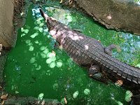 Crocodile Farm - Picture of Ko Samui, Surat Thani Province - Tripadvisor