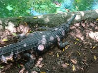 Crocodile Farm - Picture of Ko Samui, Surat Thani Province - Tripadvisor