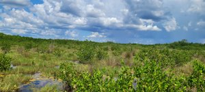 Speedy's Airboat Tours (Everglades City) - All You Need to Know BEFORE ...