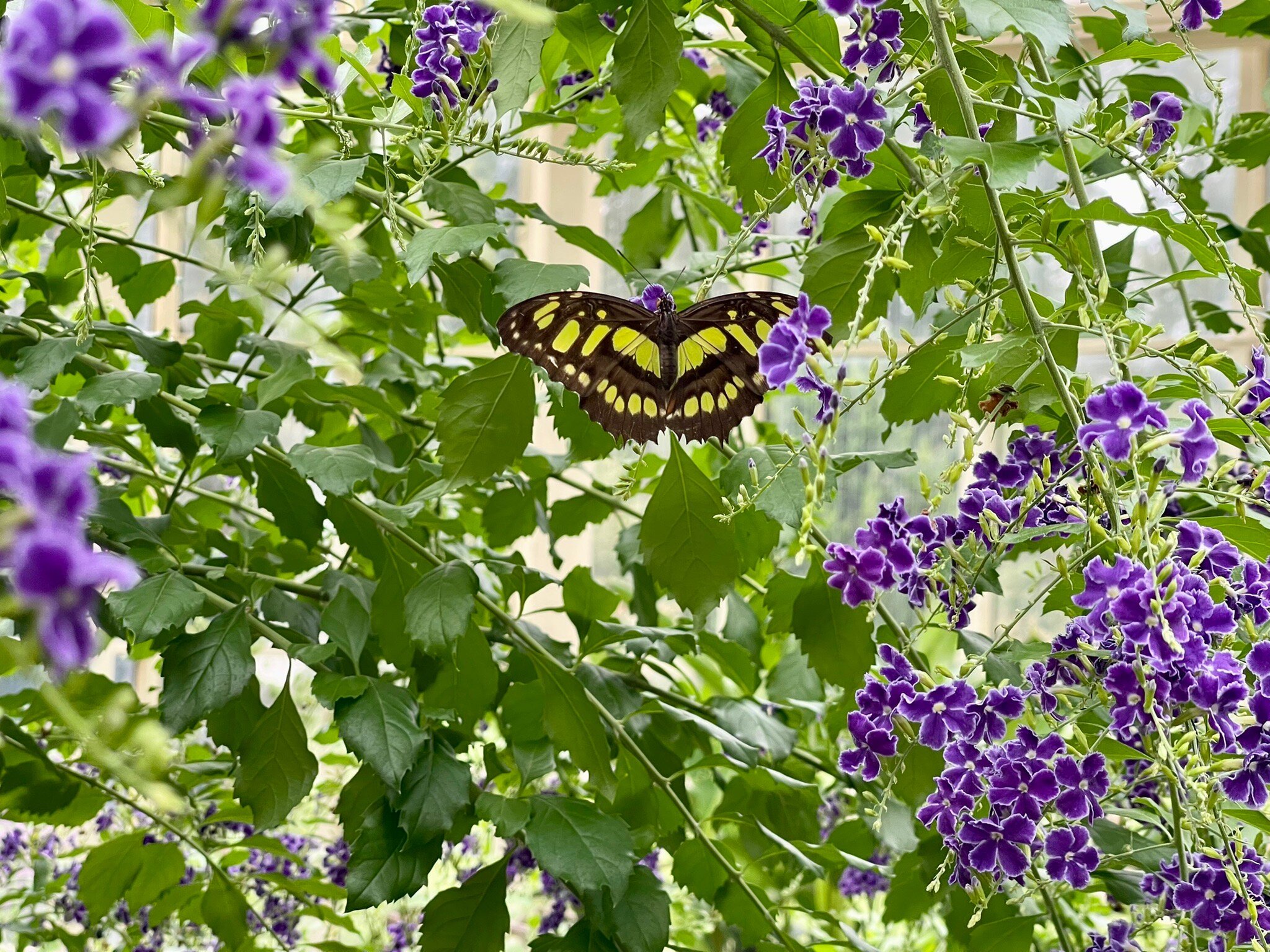 CECIL B DAY BUTTERFLY CENTER (Pine Mountain): Tutto Quello Che C'è Da ...