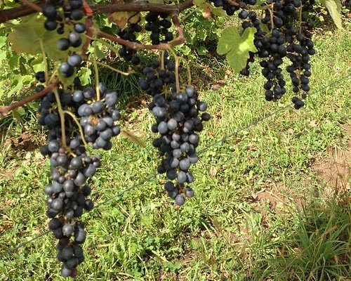 niagara falls wine tours