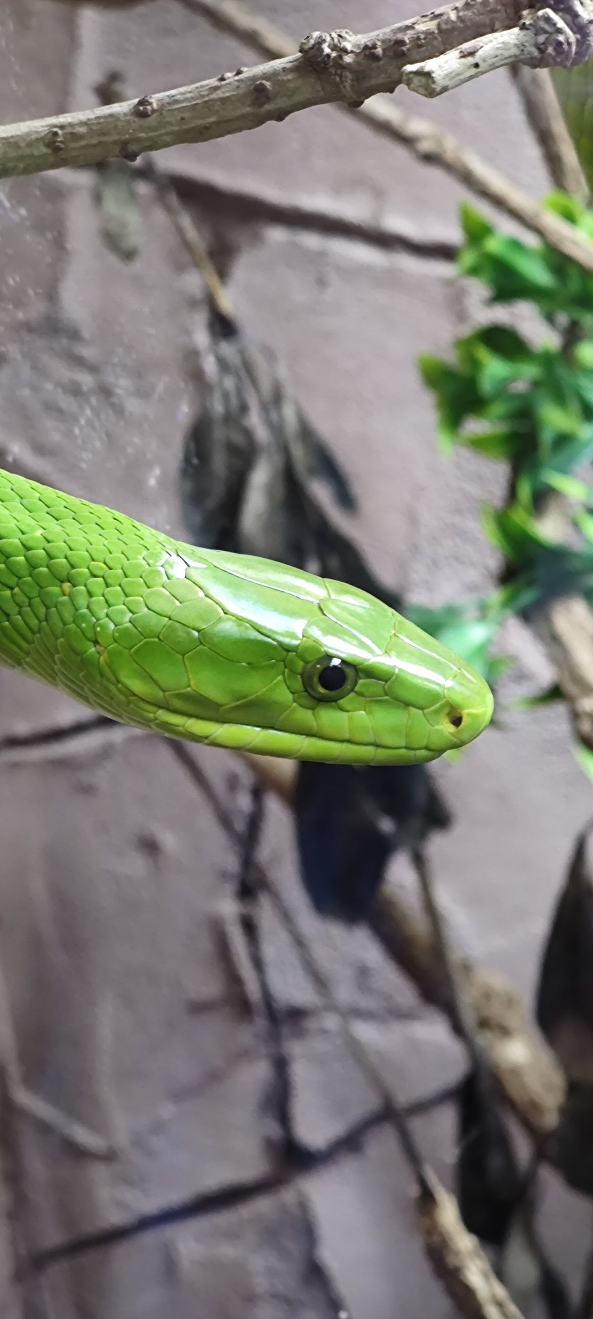 THE NATIONAL REPTILE ZOO (Kilkenny) - All You Need to Know BEFORE You Go