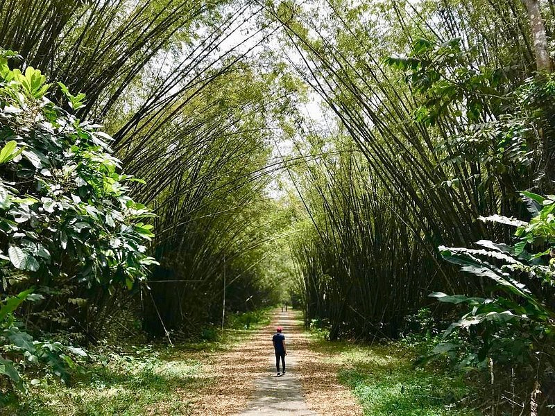 Person standing under archway created by trees