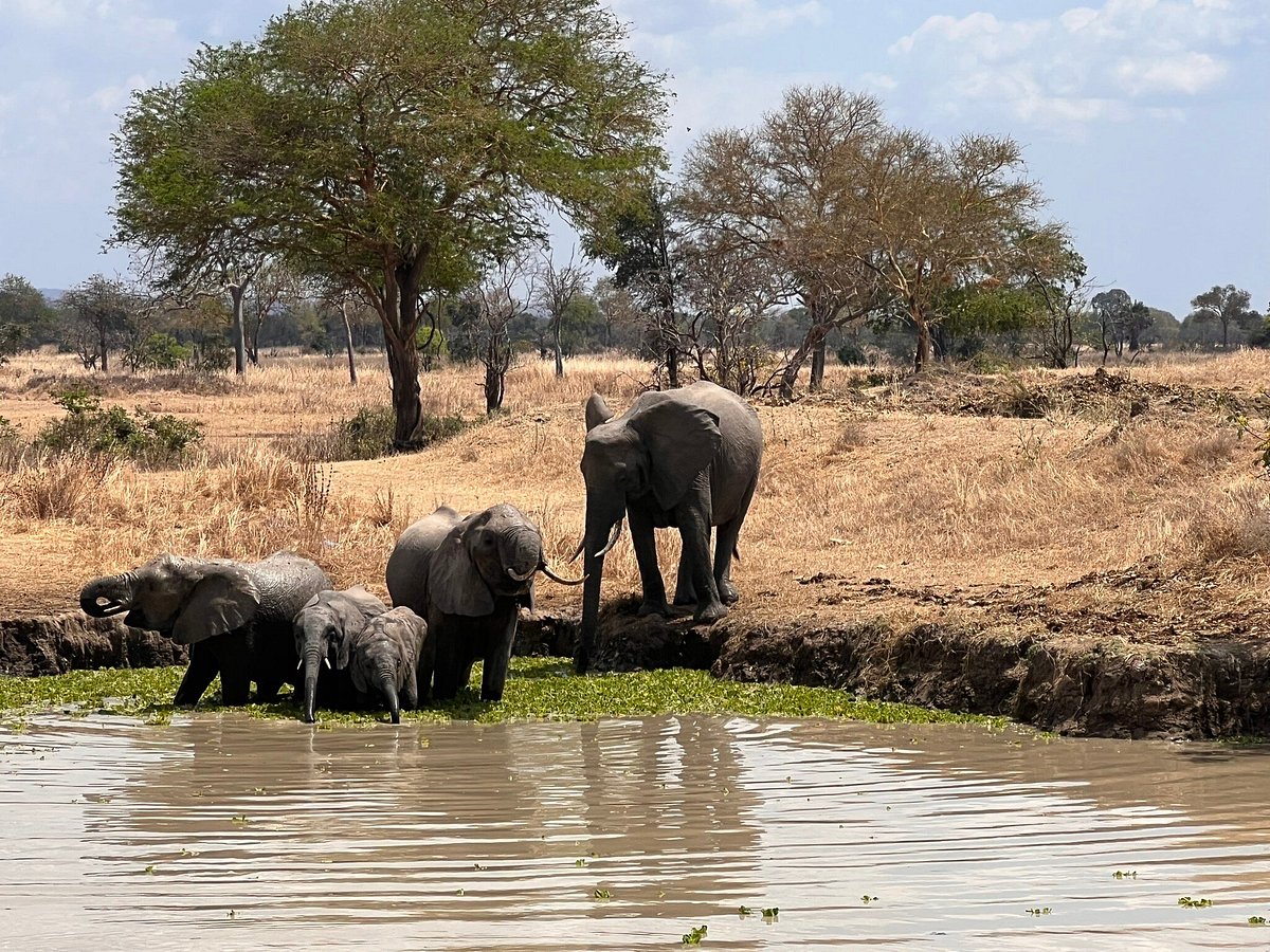 safari in tanzania dove atterrare