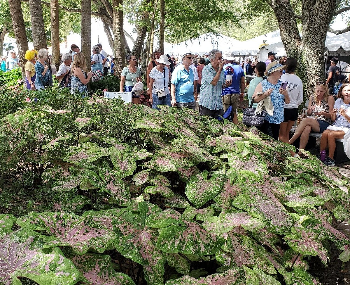 Caladium Festival (Lake Placid) All You Need to Know