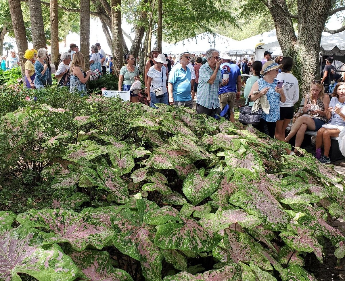 Caladium Festival (Lake Placid) All You Need to Know