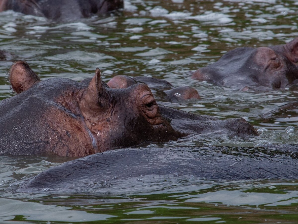 ENCHANTED UGANDA SAFARIS (Fort Portal) - All You Need to Know BEFORE You Go