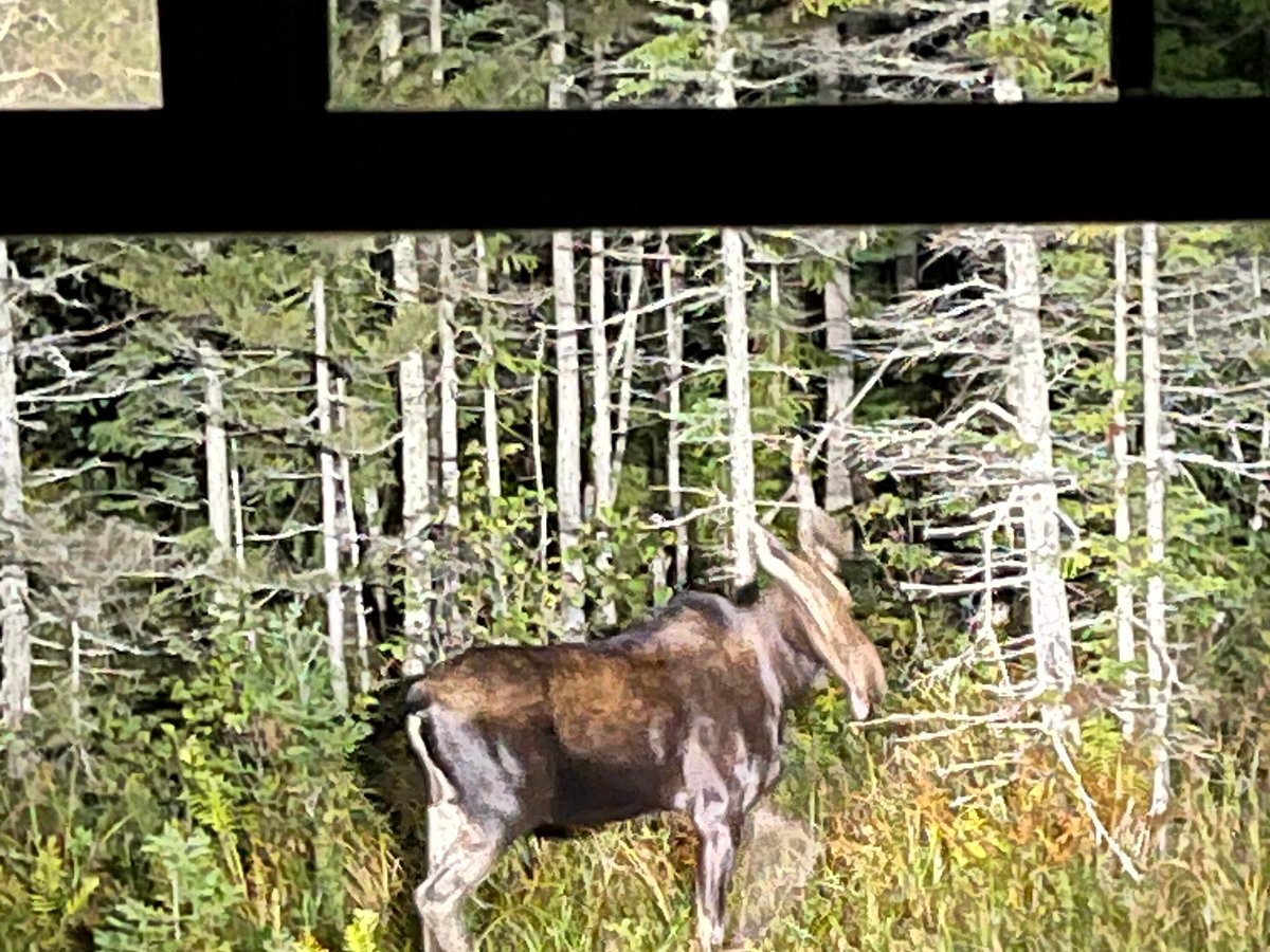 pemi moose tours