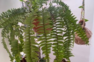 Viajero