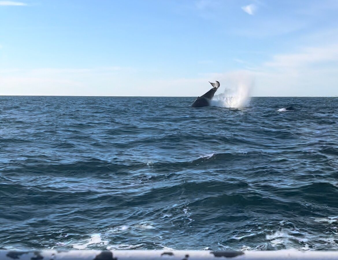 MARINER CRUISES WHALE AND SEABIRD TOURS (Brier Island) - 2023 What to ...