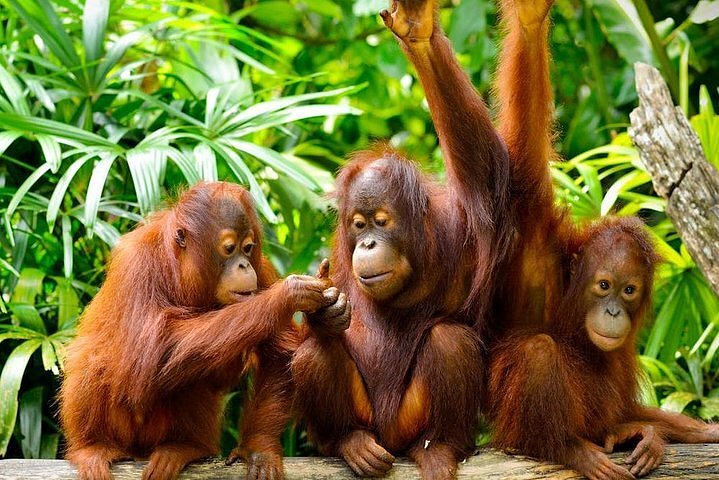 malaysia orang utan tour