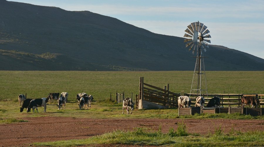 on the farm