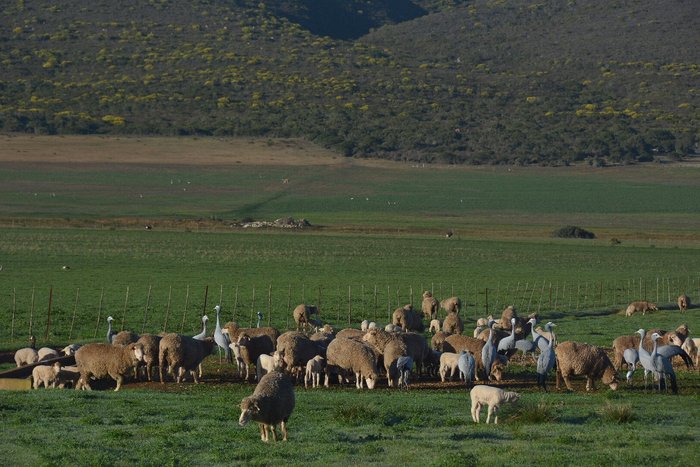 POTTEBERG GUEST FARM - Farmhouse Reviews (Bredasdorp, South Africa)