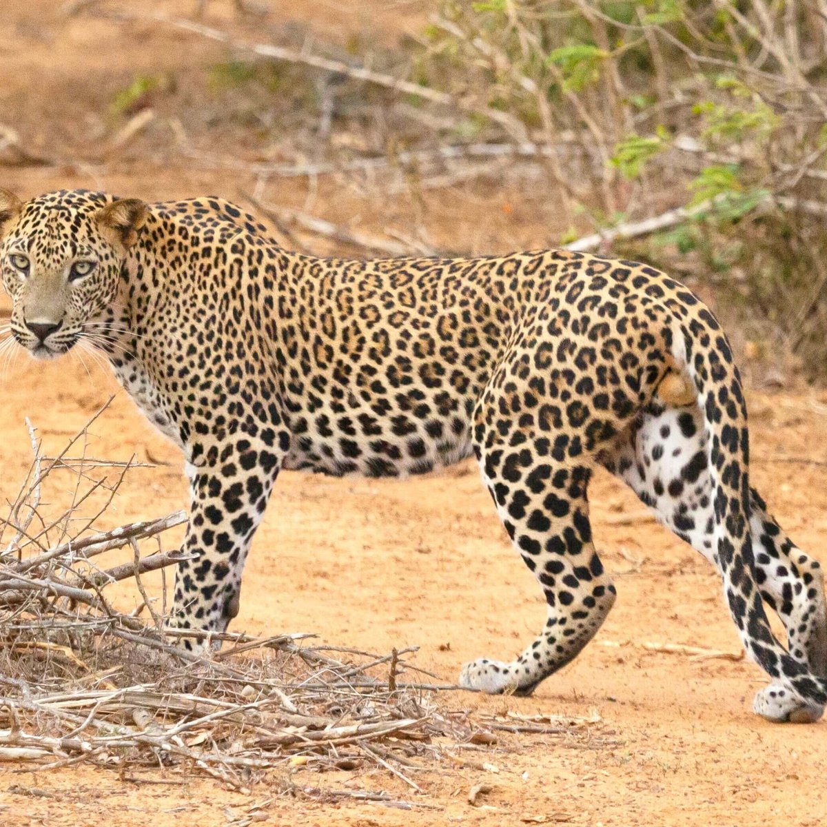 Leopards Eye Safaris - All You Need to Know BEFORE You Go (2024)