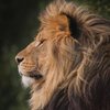 Africa Royal Travel