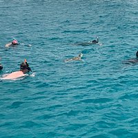 barbados catamaran turtle snorkel with lunch and open bar