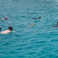 barbados catamaran turtle snorkel