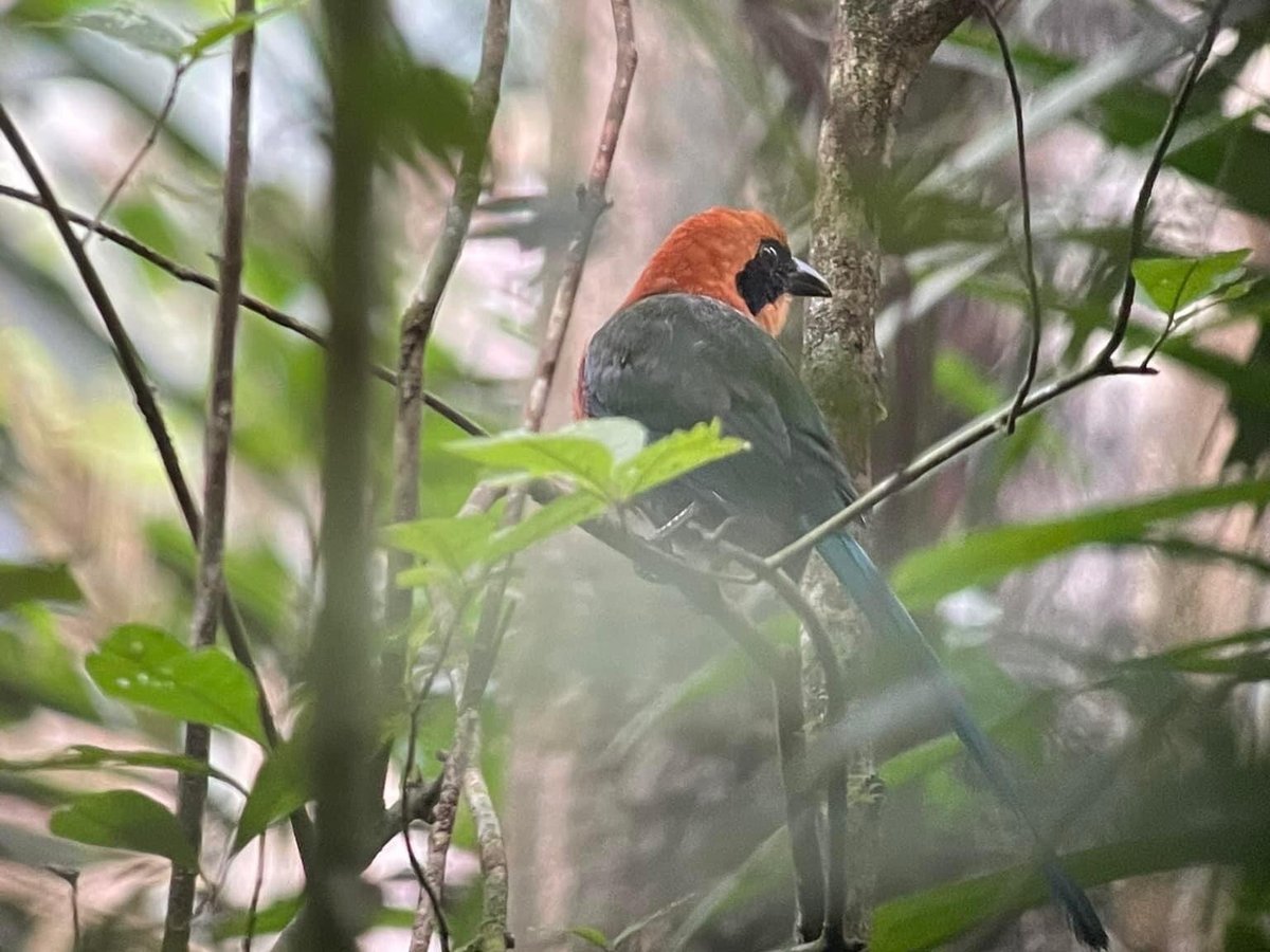 BIRDING PIPELINE PANAMA (Gamboa) 2023 Qué saber antes de ir Lo más