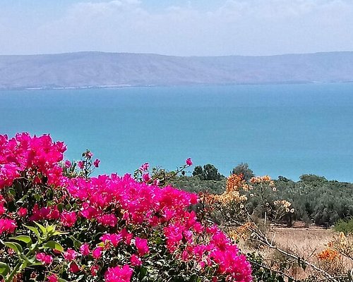 tourist israel bus