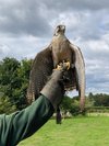 A Review of Willows Birds of Prey Centre, Kent