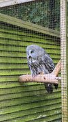 A Review of Willows Birds of Prey Centre, Kent