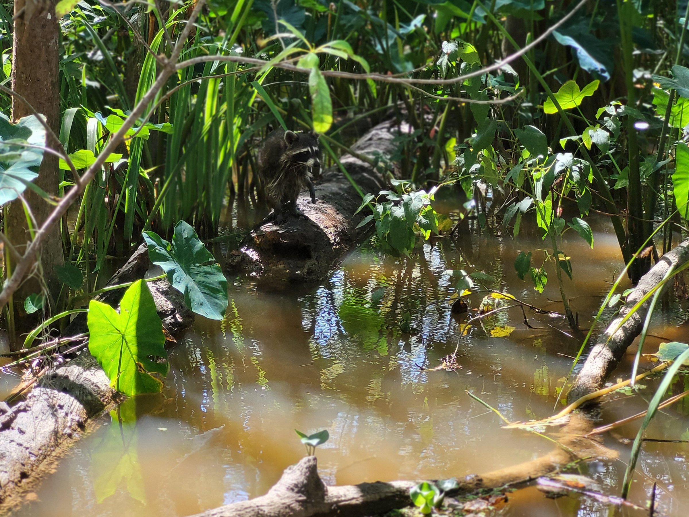 Dr. Wagner's Honey Island Swamp Tours (Slidell) All You Need to Know