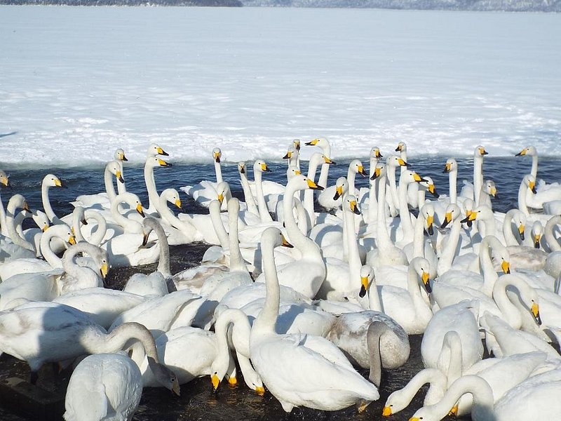 Geese chilling on a snowy mountain