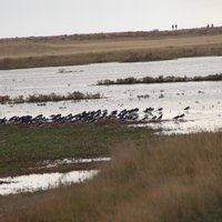 RYE HARBOUR NATURE RESERVE - All You Need to Know BEFORE You Go