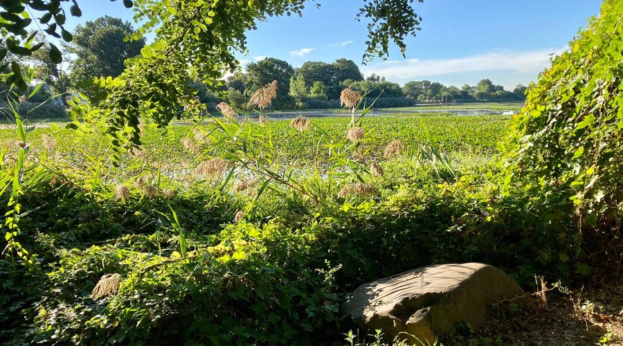 (9/21/2022) Baisley Pond Park - along my morning run 🏃