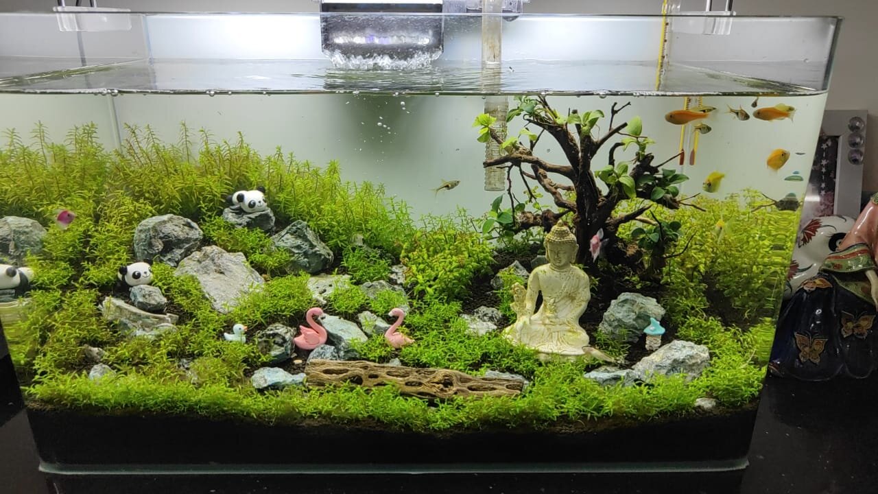 Aquarium shop cheap indiranagar