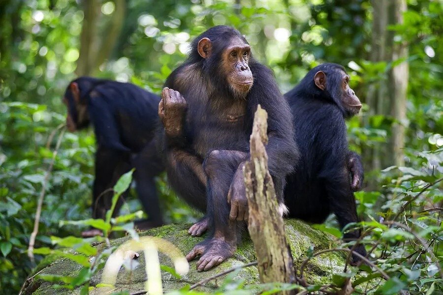 4 Days Mahale Chimpanzee Trekking image