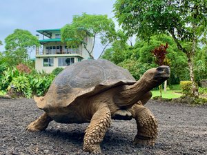 Semilla Verde Boutique Hotel in Santa Cruz, image may contain: Tortoise, Turtle, Animal, Sea Life