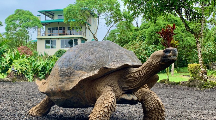 Giant tortoises can be found wandering freely around the Semilla Estate. The grounds offer everything the tortoises need - fresh water, vegetation, shade and sunny areas, and respectful humans that allow them to live in a natural environment with disturbance...