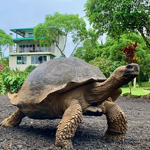 Giant tortoises can be found wandering freely around the Semilla Estate. The grounds offer everything the tortoises need - fresh water, vegetation, shade and sunny areas, and respectful humans that allow them to live in a natural environment with disturbance...